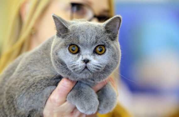BUCHAREST, Seekor kucing ras British Shorthair terlihat dalam ajang Sofisticat Spring International Cat Show yang digelar di Bucharest, Rumania, pada 11 Mei 2024. Sekitar 200 kucing dari 50 ras berpartisipasi dalam sebuah kontes kecantikan kucing yang berlangsung selama dua hari. (Xinhua/Cristian Cristel)