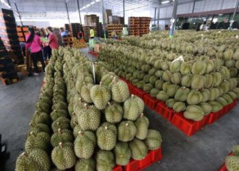 Sejumlah besar durian terlihat di pusat durian Long di Chanthaburi, Thailand, pada 13 Mei 2025. (Xinhua/Rachen Sageamsak)