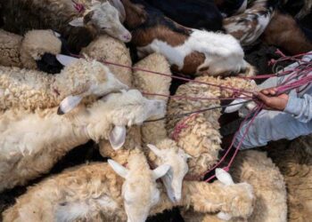 Seorang penjual ternak menunggu pelanggan di sebuah pasar ternak tradisional di Jonggol, Kabupaten Bogor, Provinsi Jawa Barat, pada 29 Mei 2025. (Xinhua/Veri Sanovri)
