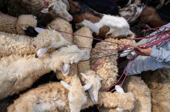 Seorang penjual ternak menunggu pelanggan di sebuah pasar ternak tradisional di Jonggol, Kabupaten Bogor, Provinsi Jawa Barat, pada 29 Mei 2025. (Xinhua/Veri Sanovri)