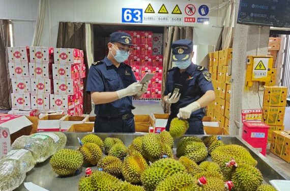Foto dokumentasi menunjukkan sejumlah staf bea cukai Youyiguan di Daerah Otonom Etnis Zhuang Guangxi, China selatan, sedang memeriksa durian-durian yang baru diimpor dari Thailand. (Xinhua)