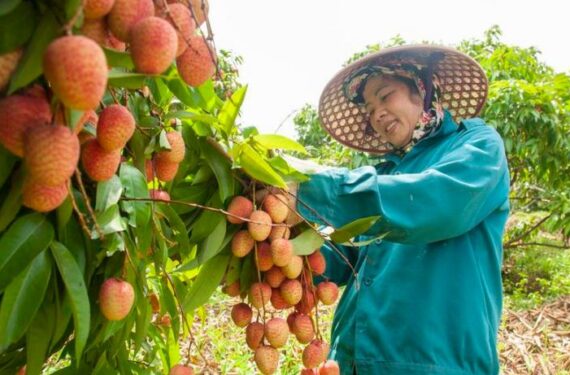Seorang petani lokal memanen buah leci di Provinsi Bac Giang, Vietnam, pada 12 Juni 2025. (Xinhua/Dang Hong Dung)