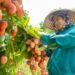 Seorang petani lokal memanen buah leci di Provinsi Bac Giang, Vietnam, pada 12 Juni 2025. (Xinhua/Dang Hong Dung)