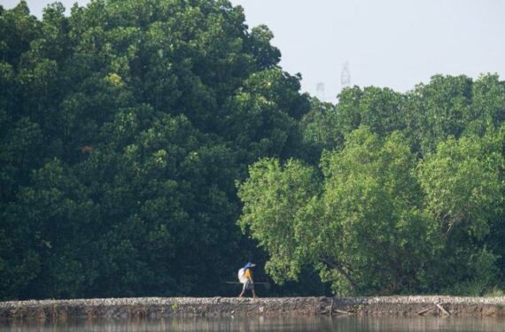 Seorang wanita berjalan di tanggul tambak rumput laut di kawasan hutan bakau (mangrove) di Desa Tarumajaya, Kabupaten Bekasi, Provinsi Jawa Barat, pada 26 Juli 2025. (Xinhua/Veri Sanovri)