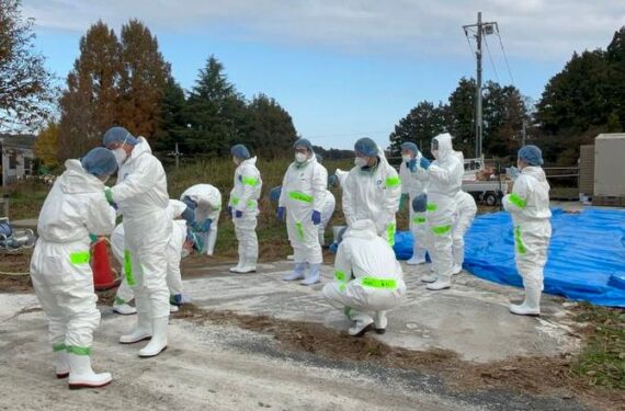 Sejumlah staf melakukan operasi disinfeksi di Kasama, Prefektur Ibaraki, Jepang, pada 27 November 2023. Saat itu, wabah flu burung yang sangat patogenik terkonfirmasi di sebuah peternakan unggas di Prefektur Ibaraki, Jepang timur, menandai wabah flu burung kedua di Jepang pada musim tersebut. (Xinhua)