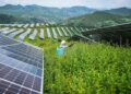 Seorang petani bekerja di antara panel fotovoltaik di pembangkit listrik tenaga surya di Wilayah Otonom Etnis Yi-Hui-Miao Weining, Provinsi Guizhou, China barat daya, pada 3 Juli 2025. (Xinhua/Tao Liang)