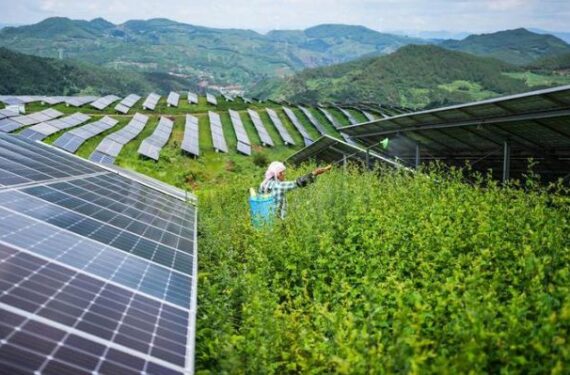 Seorang petani bekerja di antara panel fotovoltaik di pembangkit listrik tenaga surya di Wilayah Otonom Etnis Yi-Hui-Miao Weining, Provinsi Guizhou, China barat daya, pada 3 Juli 2025. (Xinhua/Tao Liang)
