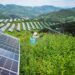 Seorang petani bekerja di antara panel fotovoltaik di sebuah pembangkit listrik tenaga surya di Wilayah Otonom Etnis Yi-Hui-Miao Weining, Provinsi Guizhou, China barat daya, pada 3 Juli 2025. (Xinhua/Tao Liang)