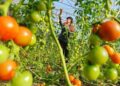 Seorang petani merawat tanaman tomat di sebuah rumah kaca di Desa Shigezhuang, Distrik Fengrun, Kota Tangshan, Provinsi Hebei, China utara, pada 19 Desember 2019. (Xinhua/Mu Yu)