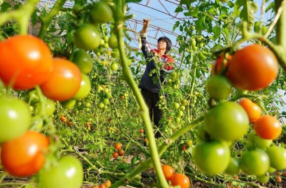 Seorang petani merawat tanaman tomat di sebuah rumah kaca di Desa Shigezhuang, Distrik Fengrun, Kota Tangshan, Provinsi Hebei, China utara, pada 19 Desember 2019. (Xinhua/Mu Yu)