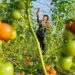 Seorang petani merawat tanaman tomat di sebuah rumah kaca di Desa Shigezhuang, Distrik Fengrun, Kota Tangshan, Provinsi Hebei, China utara, pada 19 Desember 2019. (Xinhua/Mu Yu)