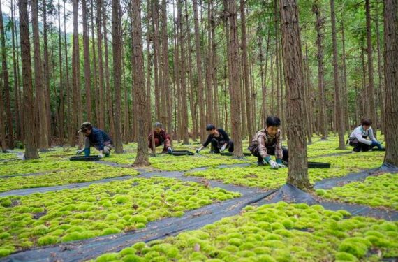 Warga setempat bekerja di sebuah basis penanaman lumut daun (moss) di Maoyang, Wilayah Otonom Etnis She Jingning, Lishui, Provinsi Zhejiang, China timur, pada 27 April 2024. (Xinhua).