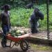 Seorang staf mengantar makanan untuk beberapa ekor gorila dataran rendah barat di Suaka Primata Mefou di Yaounde, ibu kota Kamerun, pada 1 Juli 2025. (Xinhua/Wang Guansen)