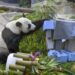 Panda raksasa Dingding menyentuh hadiah ulang tahunnya di Kebun Binatang Moskow di Moskow, Rusia, pada 30 Juli 2025. (Xinhua/Alexander Zemlianichenko Jr)
