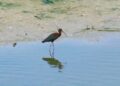 Foto yang diabadikan pada 6 Agustus 2025 ini menunjukkan seekor burung ibis rokoroko (glossy ibis) di Cagar Alam Nasional Danau Hengshui di Hengshui, Provinsi Hebei, China utara. (Xinhua/Biro Perlindungan Sumber Daya Distrik Baru Binhu)