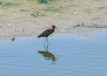 Foto yang diabadikan pada 6 Agustus 2025 ini menunjukkan seekor burung ibis rokoroko (glossy ibis) di Cagar Alam Nasional Danau Hengshui di Hengshui, Provinsi Hebei, China utara. (Xinhua/Biro Perlindungan Sumber Daya Distrik Baru Binhu)