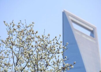 Bunga magnolia yang bermekaran terlihat di Lujiazui, Shanghai, China timur, pada 18 Maret 2025. (Xinhua/Wang Xiang)
