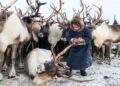 Seorang anak perempuan dari suku Nenet menyingkirkan kulit mati dari tanduk seekor rusa kutub di kamp tempat tinggalnya, sekitar 200 kilometer dari Salekhard, Rusia, pada 4 November 2017. (Xinhua/Bai Xueqi)