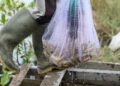 Seorang penambak menangkap udang di sebuah tambak udang di Lhokseumawe, Provinsi Aceh, pada 7 Agustus 2025. (Xinhua/Fachrul Reza)